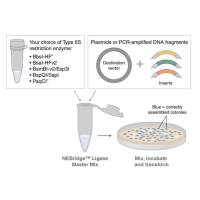 NEBridge® 连接酶预混液 | NEB