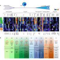 单细胞转录组测序