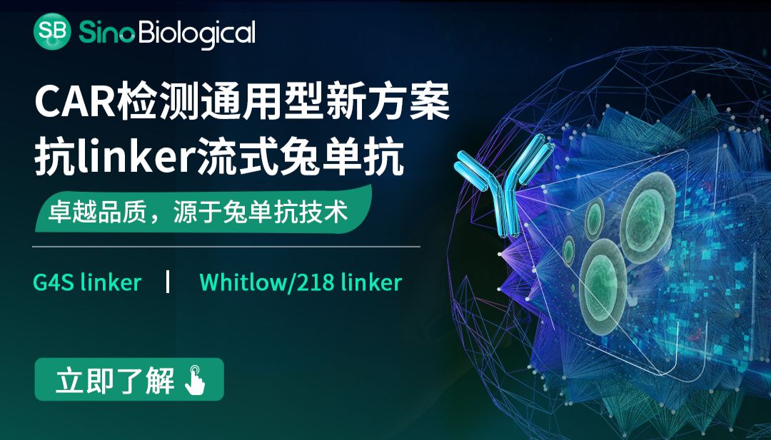 CAR检测通用型新方案：抗G4S Linker和Whitlow/218 Linker流式兔单抗来助你！