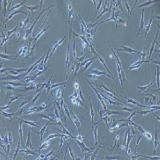 人原代皮肤成纤维细胞