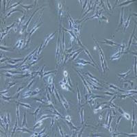 人原代皮肤成纤维细胞