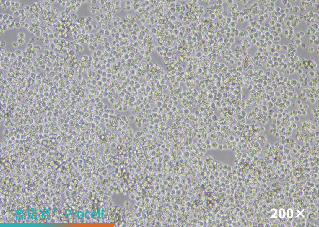T品牌L3000转染试剂白光图