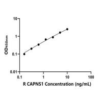大鼠小亚基钙蛋白酶1(CAPNS1)ELISA试剂盒