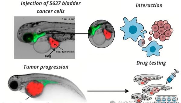 世界淋巴水肿日丨斑马鱼，连接淋巴/血管生成发育机制、疾病研究与药物筛选的重要平台