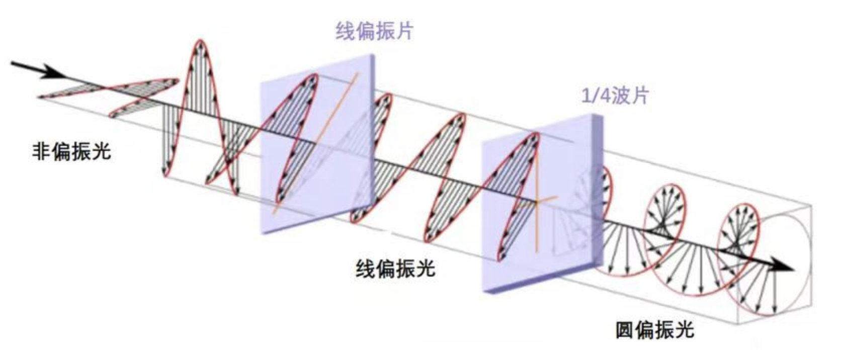 偏振光.png