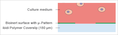 μ-Pattern 细胞培养微区块初探