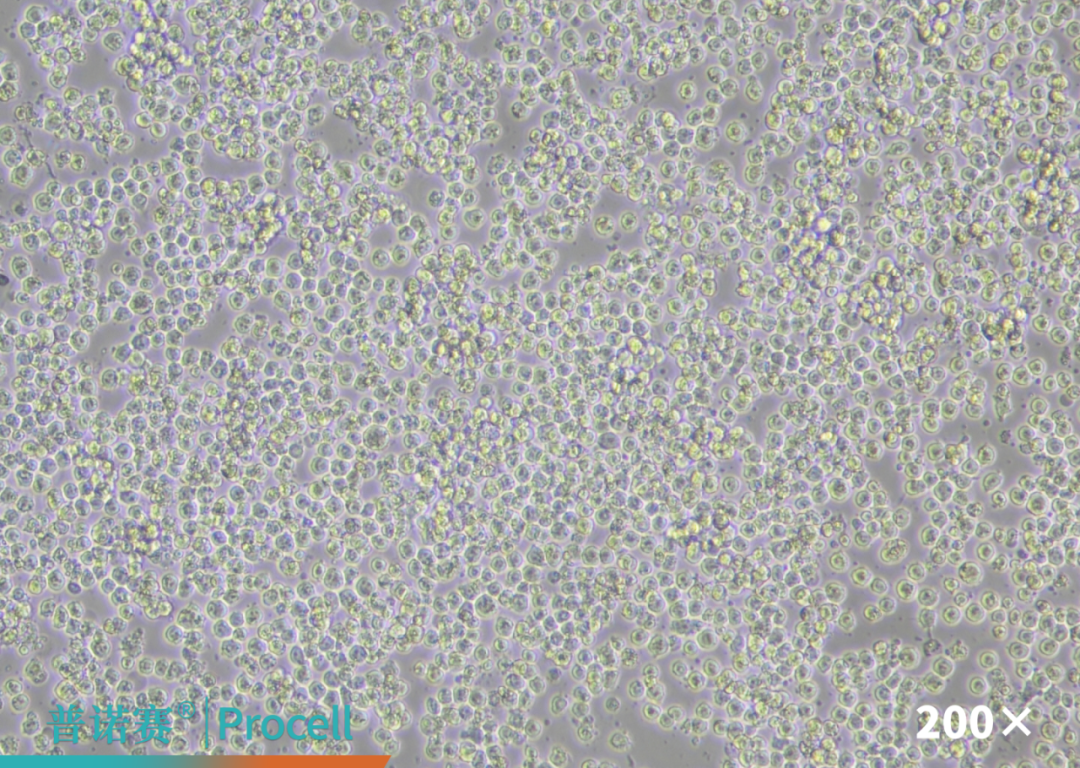 Mergene1000® THP-1细胞专用mRNA转染试剂白光图
