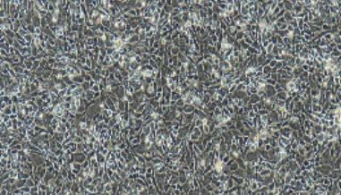 大鼠原代软骨细胞产品介绍