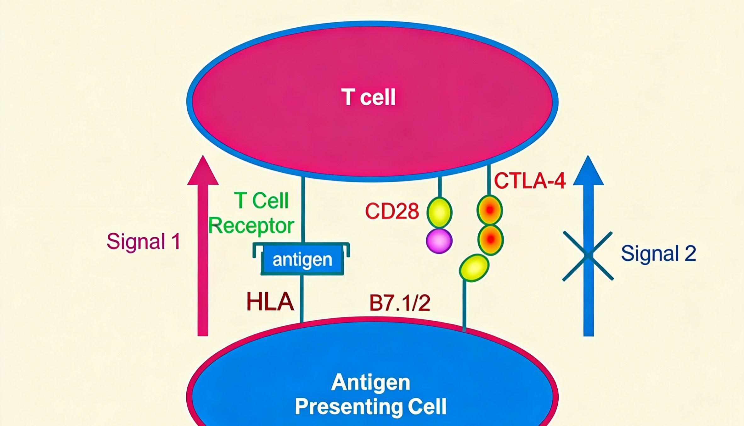CTLA-4抗体如何重塑肿瘤免疫治疗格局？