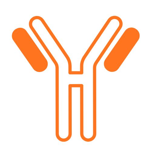 CXCL7/PBP Rabbit mAb (Detector) (PBS Only)