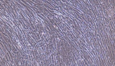 大鼠原代滑膜成纤维细胞技术参数