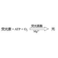 类器官药效/毒性(ATP法)