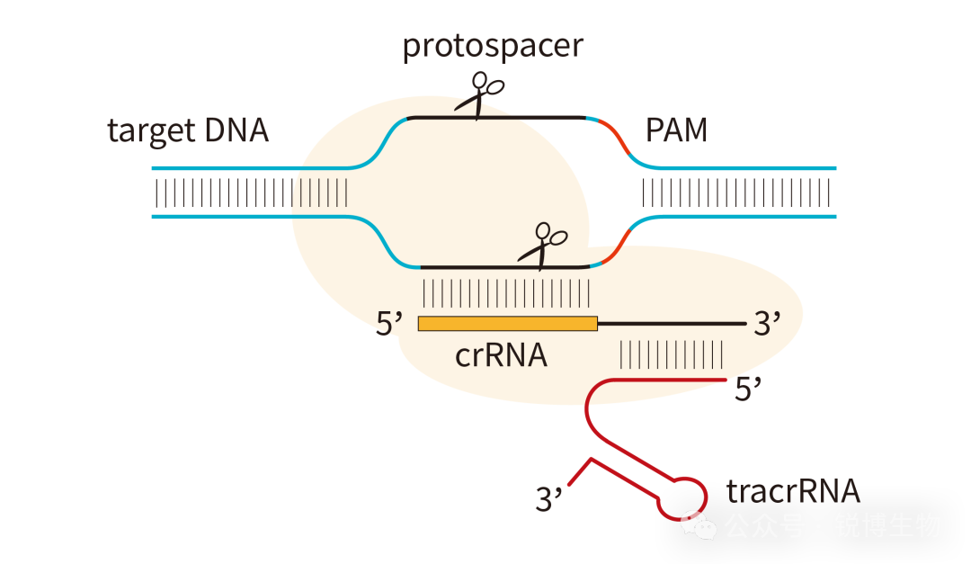 CRISPR crRNA文库：高通量基因功能筛选“全景导航仪”！