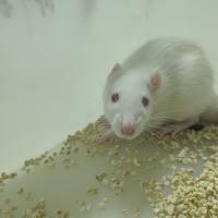 大鼠脑缺血模型