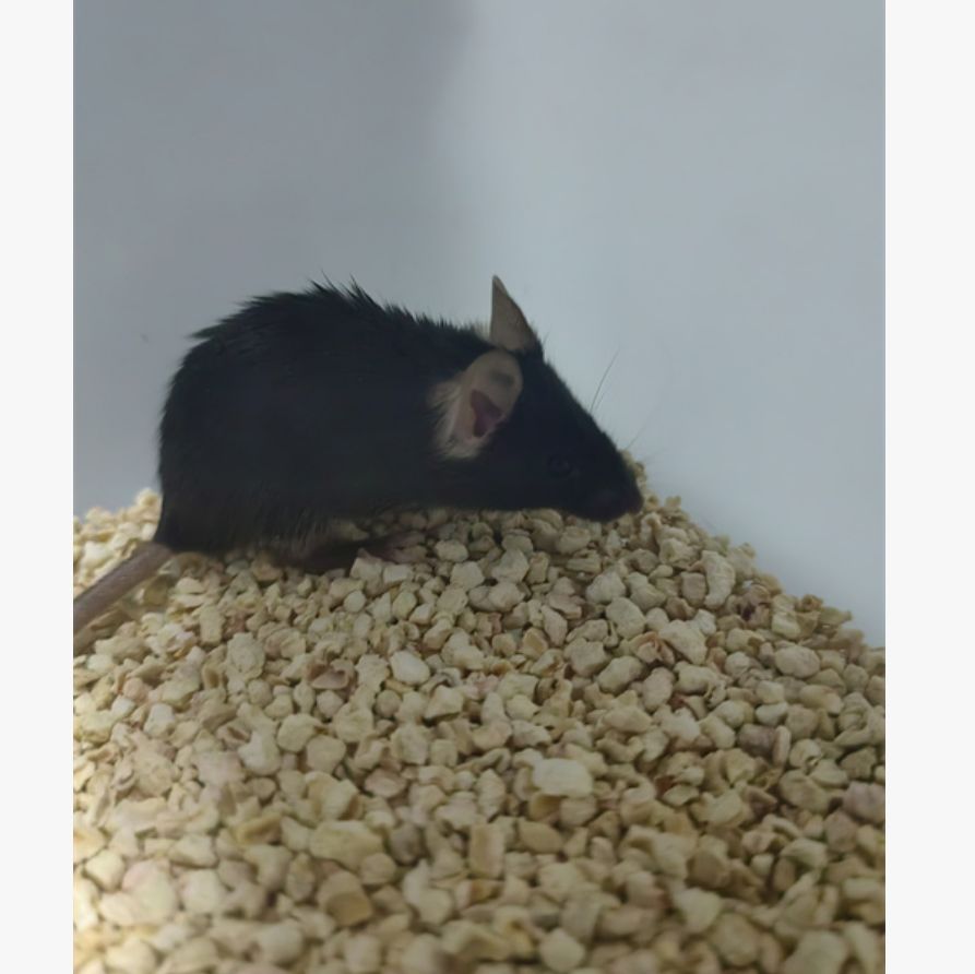 小鼠脑损伤模型