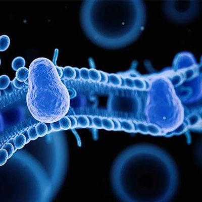 类器官的药物临床前安全性评价