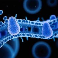 类器官的药物临床前安全性评价