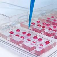 血脑屏障脑类器官芯片