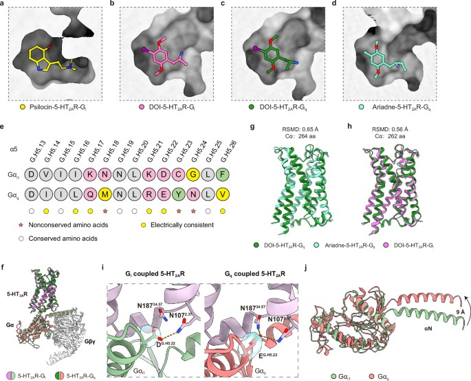 BMG LABTECH多功能酶标仪文献分享,川大及天府实验室联合国内多家科研单位发表在Nature “Psychedelics elicit their effects by 5-HT2A receptor-mediated Gi signalling”