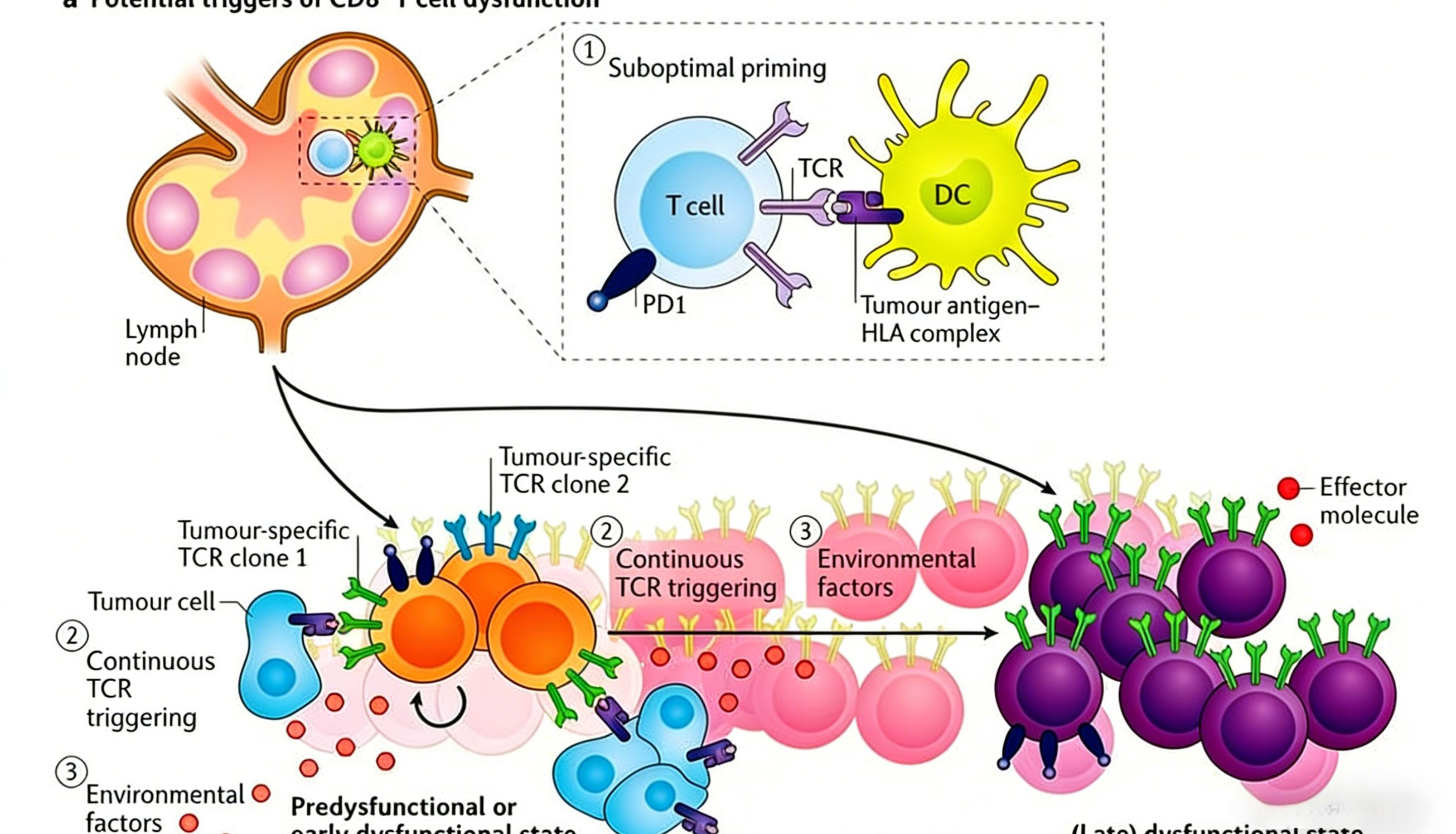 CD8抗体如何解码肿瘤浸润T细胞？