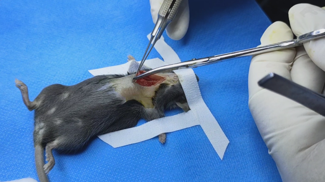 MDL一次说清：心衰动物模型应该这样建！