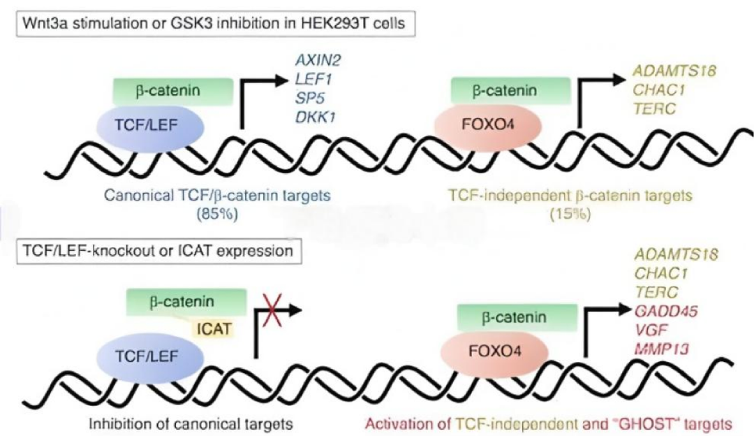 WNT信号通路与双荧光素酶实验验证