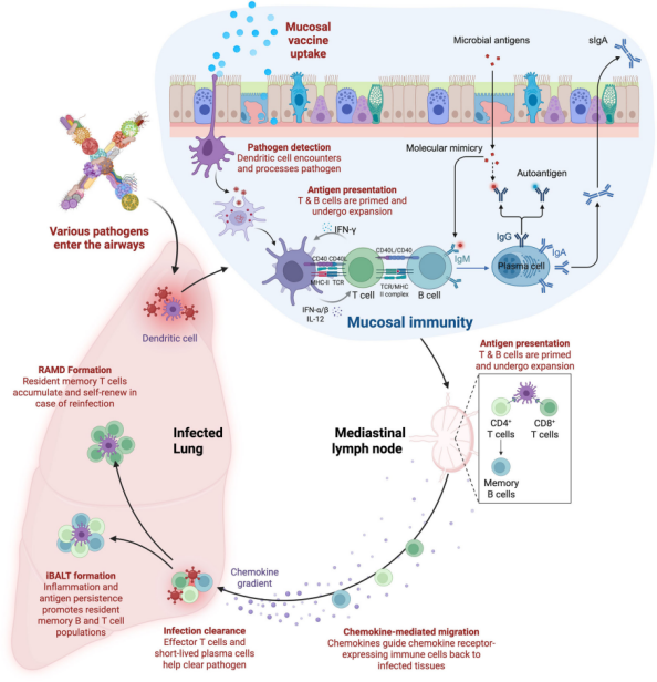 「DIFF Pepeline」黏膜免疫：流感防护新前沿