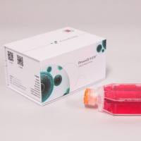 人脑静脉血管内皮细胞（原代细胞）