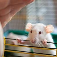 体内外联合药效分析