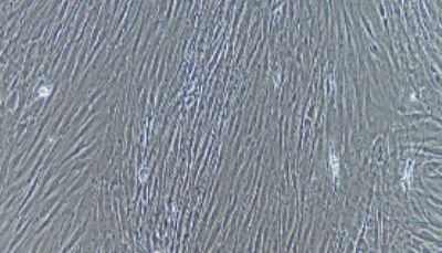 大鼠原代骨骼肌细胞