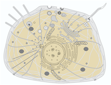 「WB急救室」核蛋白实验总是出问题？这些细节你注意到了吗？