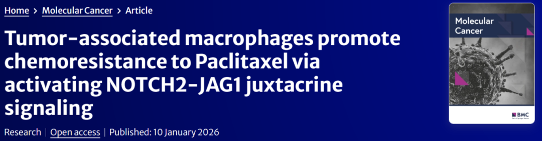 【Notch信号通路】核心机制解析：解码2个关键调控节点（γ-分泌酶与MAML）