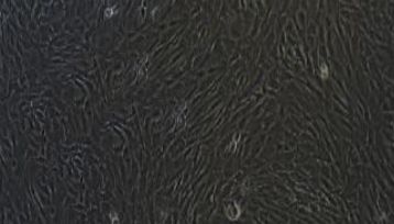 大鼠原代纤维环细胞