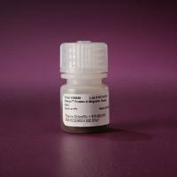 88845/88846  Pierce™ 蛋白 A 磁珠  Pierce Protein A Magnetic Beads