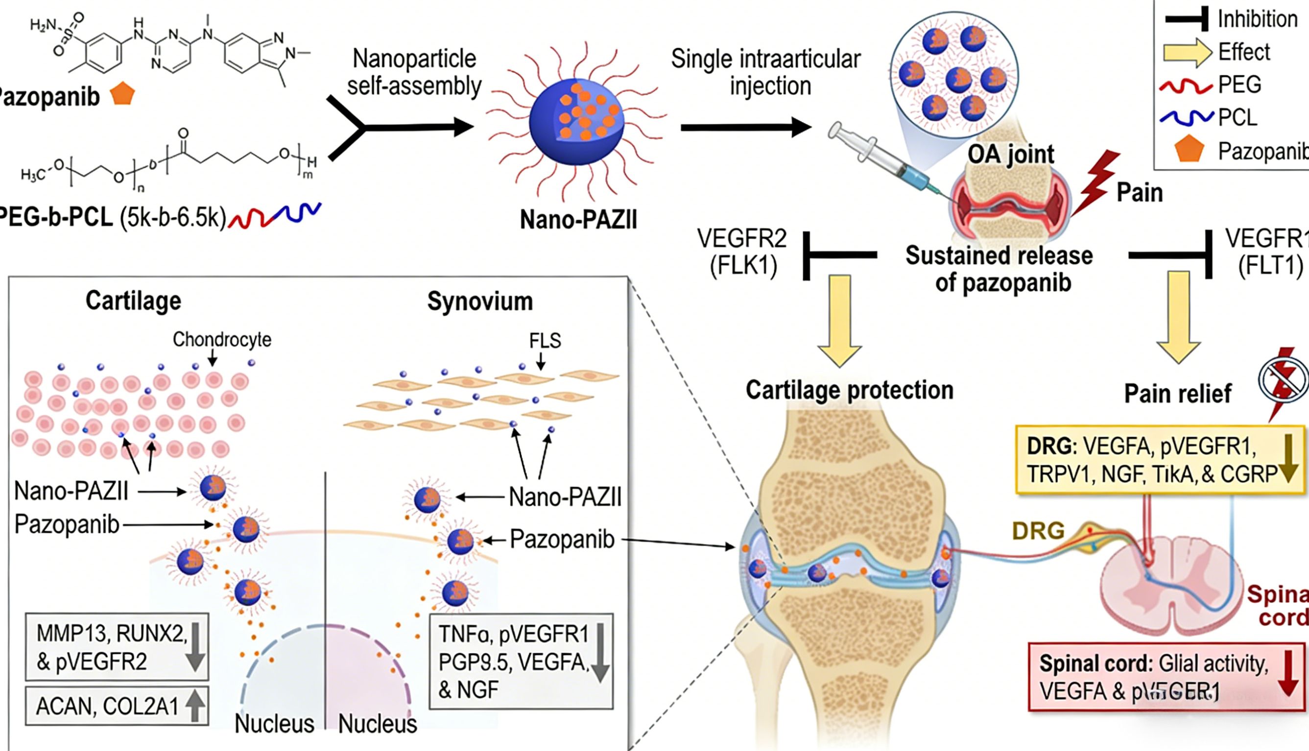VEGFR抗体能否成为骨关节炎治疗新策略？