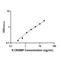 大鼠CREB结合蛋白(CREBBP)ELISA试剂盒