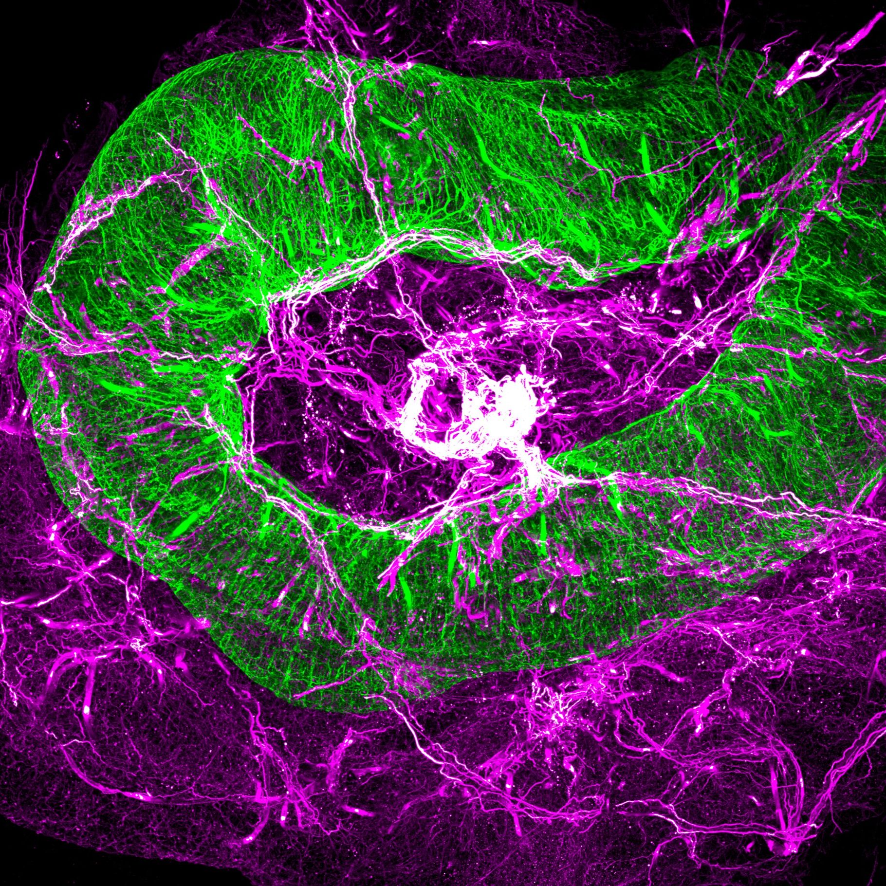 小鼠全身透明化成像服务