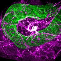 小鼠全身透明化成像服务