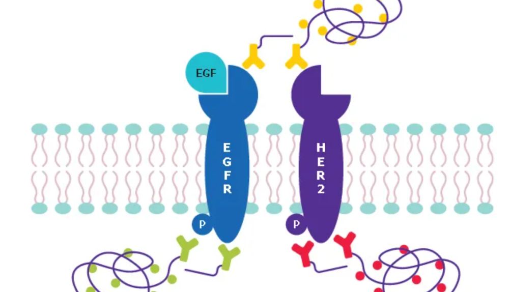 Duolink®PLA技术 | 新一代蛋白互作研究利器