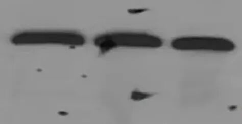 「WB急救室」轻松搞定封闭液：6种类型大比武，助你WB实验封闭液选择不再愁！