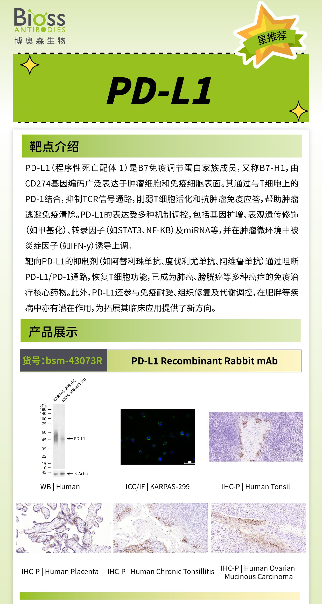 博奥森星推荐 | PD-L1 抗体