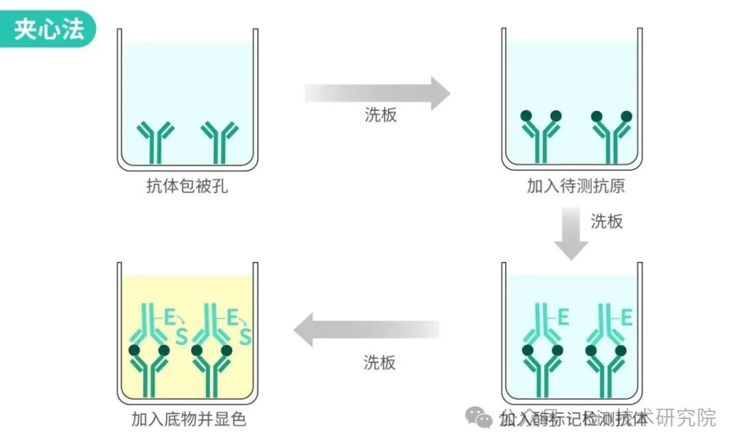 「ELISA问诊室」双抗夹心ELISA保姆级教程：从样品处理到结果读值全流程，值得收藏！