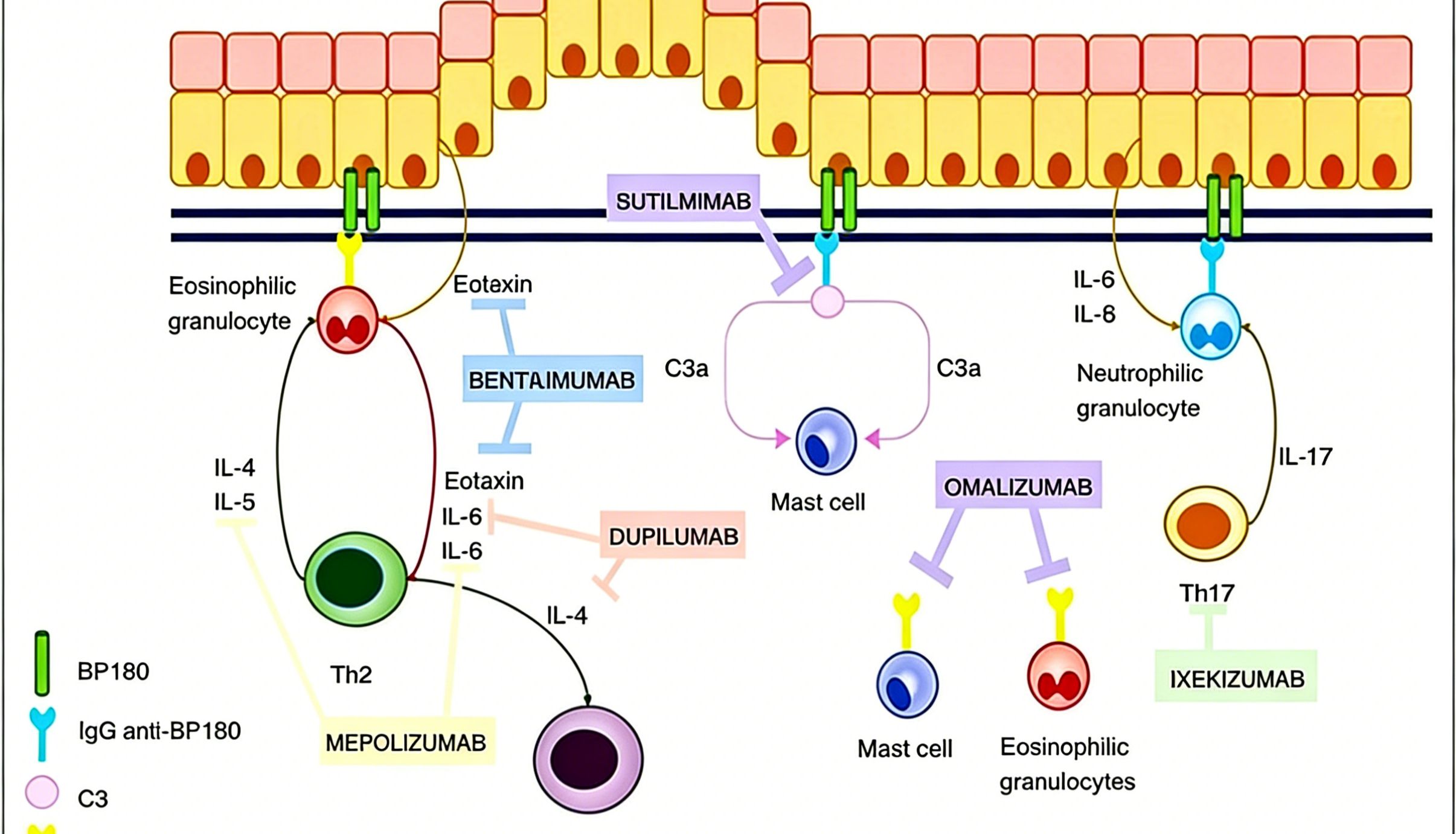 IL-4抗体能否成为自身免疫性大疱病新疗法？