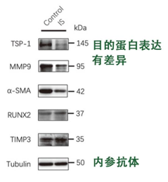 「WB急救室」内参抗体怎么选才不踩坑？这份攻略指南请收藏