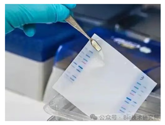 「WB急救室」甲醇vs乙醇，是时候换掉转膜液中的这个“毒瘤”了！（附WB实验优化指南）