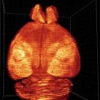 c-Fos计数分析服务