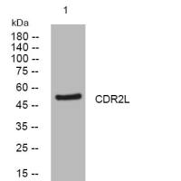 CDR2L Rabbit Polyclonal Antibody