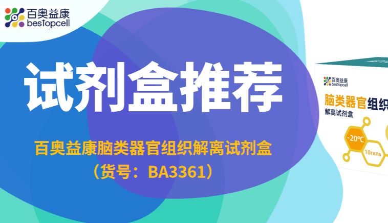产品推荐 | 脑类器官解离独款神器！BA3361试剂盒，高活纯悬液制备一步到位