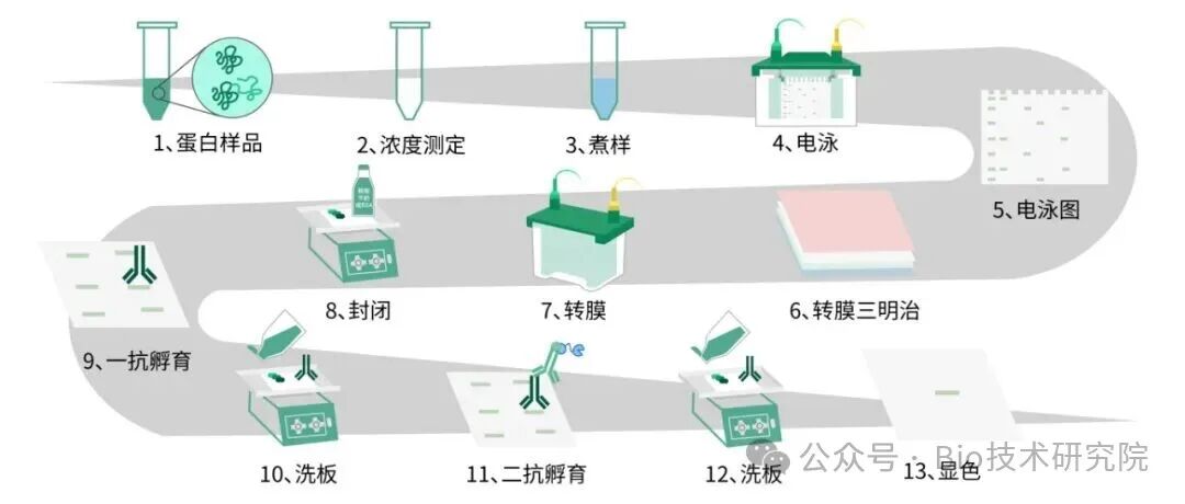 「WB急救室」一文掌握Western Blot实验全流程操作步骤和关键试剂配制