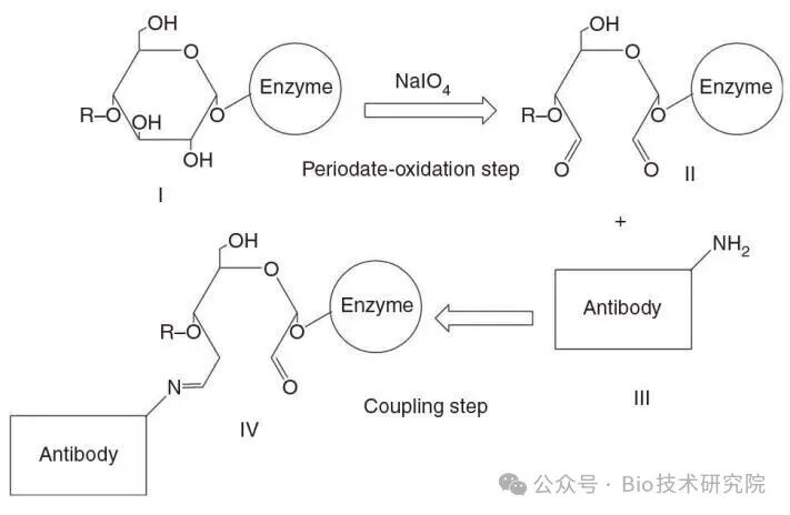 「ELISA问诊室」NaIO4vsC5H8O2：如何实现HRP与抗体的“焊接”？